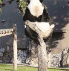 鏍戦《鎺㈤櫓鍏洯娓哥帺,鏍戦《鎺㈤櫓鍏洯娓哥帺鏀荤暐