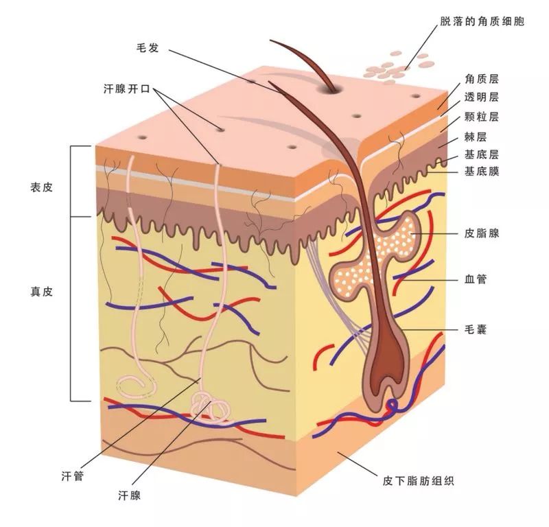 护肤界的八大谎言,护肤谎言