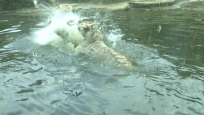 娴锋磱鍔ㄧ墿閬挎殤绂忓埄,鍔ㄧ墿閬挎殤楂樻俯绂忓埄