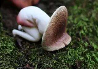 20天毒倒9个杭州人！这道菜别吃了！医生：暂无特效药，辨别难