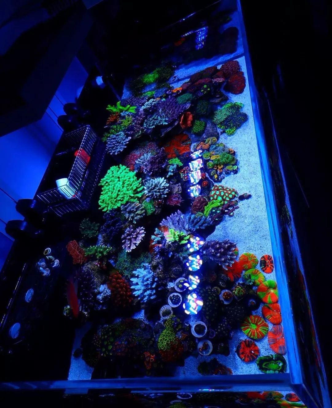 新开缸每天都有鱼死,新开缸鱼一直死