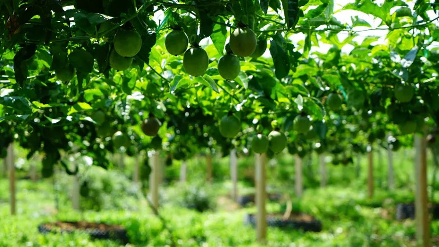 宾川最出名的石榴,大理宾川石榴