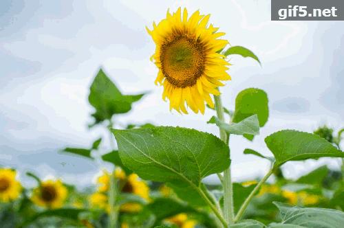 惊艳！花仙子这片向日葵花海盛情绽放！你去看了吗？