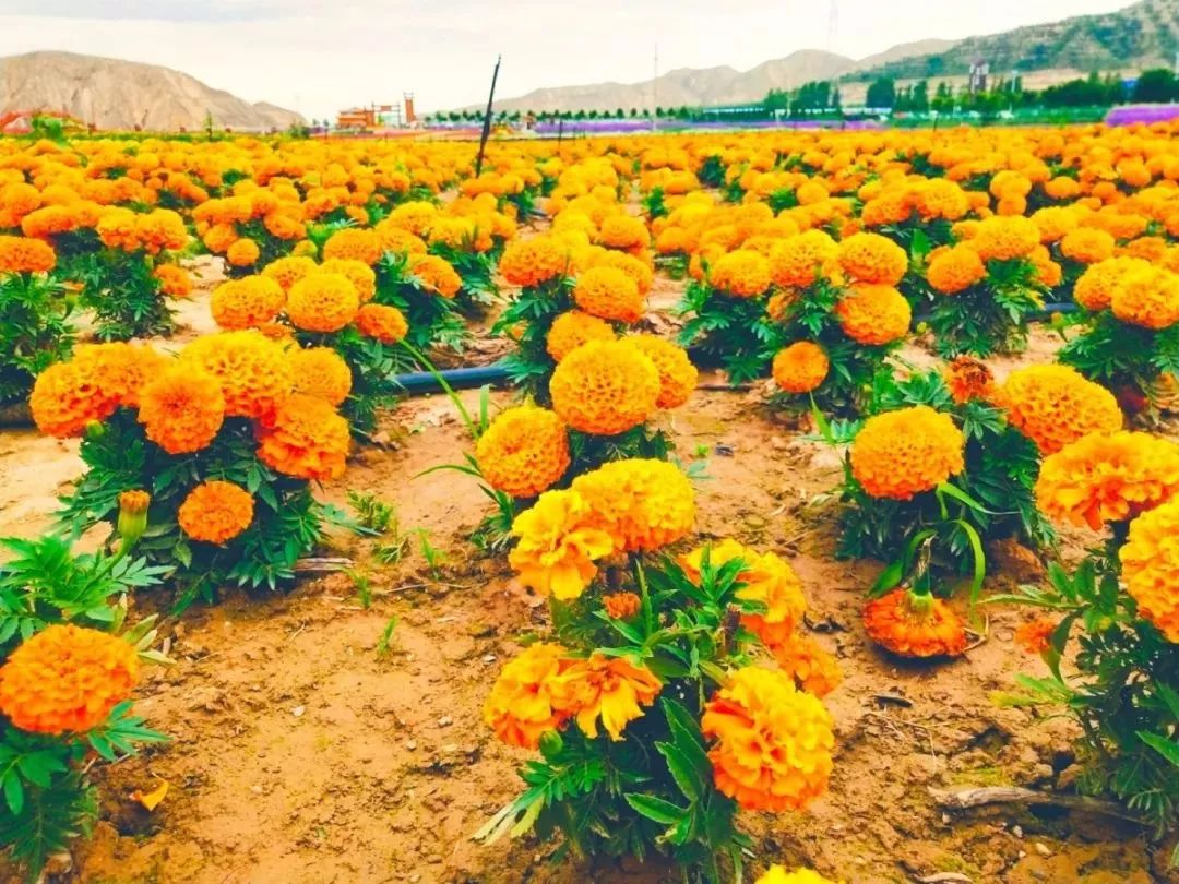 白银市区到大坪花海,去大坪玩攻略