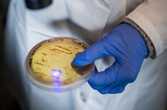 金色葡萄球菌感染会死吗,金色葡萄球菌感染有危险吗