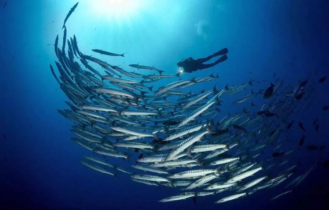 海洋生态环境污染现状,关于环保的海洋科普知识