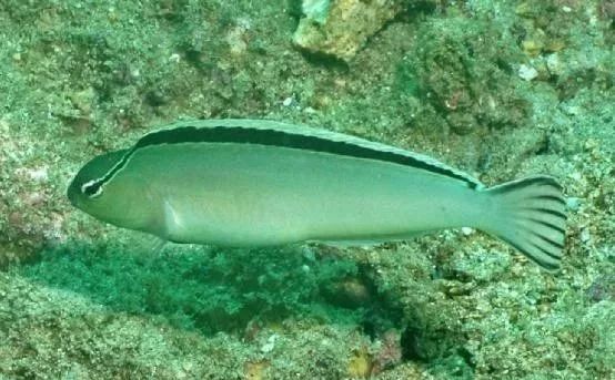 混养海缸鉴赏,混养大型海缸