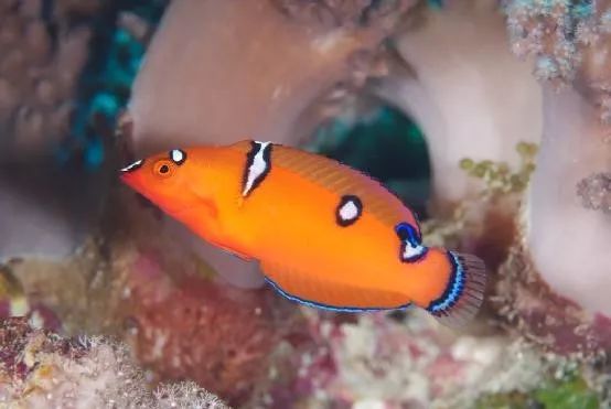 魟鱼混养黑名单,大型混养海缸