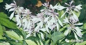 最耐寒的玉簪品种,北京植物园园艺