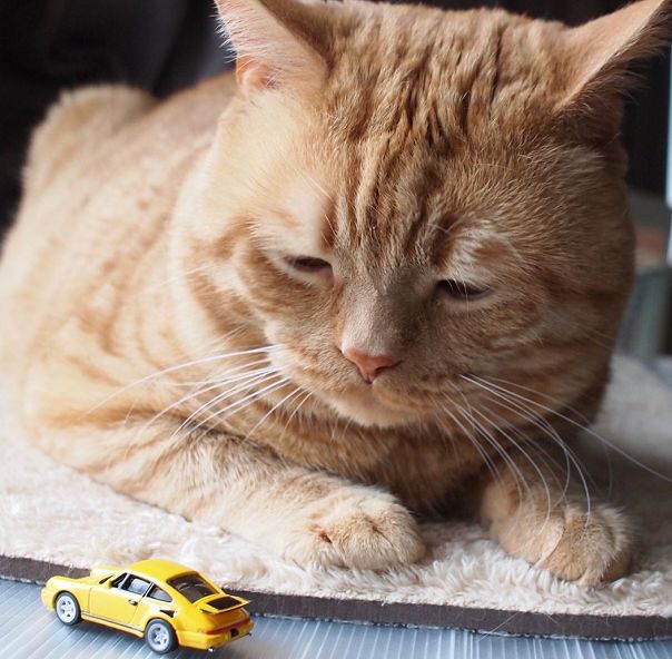 日本小丧猫凭“厌世脸”火遍全网,30w网友心都被萌化了…