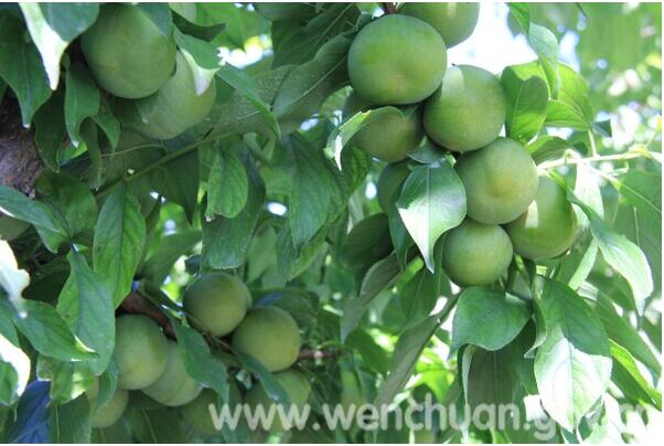 汶川青脆李上市小水果做成大产业