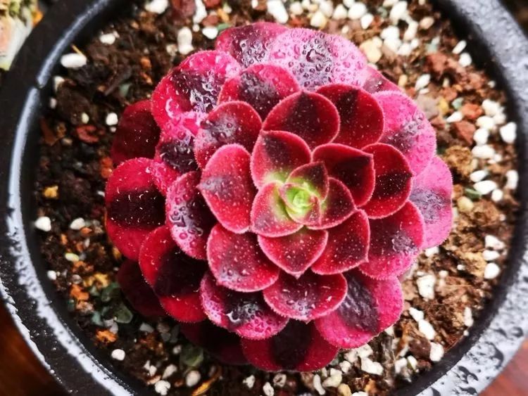 法师主根黑腐了怎么办,法师黑腐还能救活吗