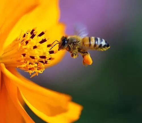 你了解青蒿素吗,你了解蜂蜜吗