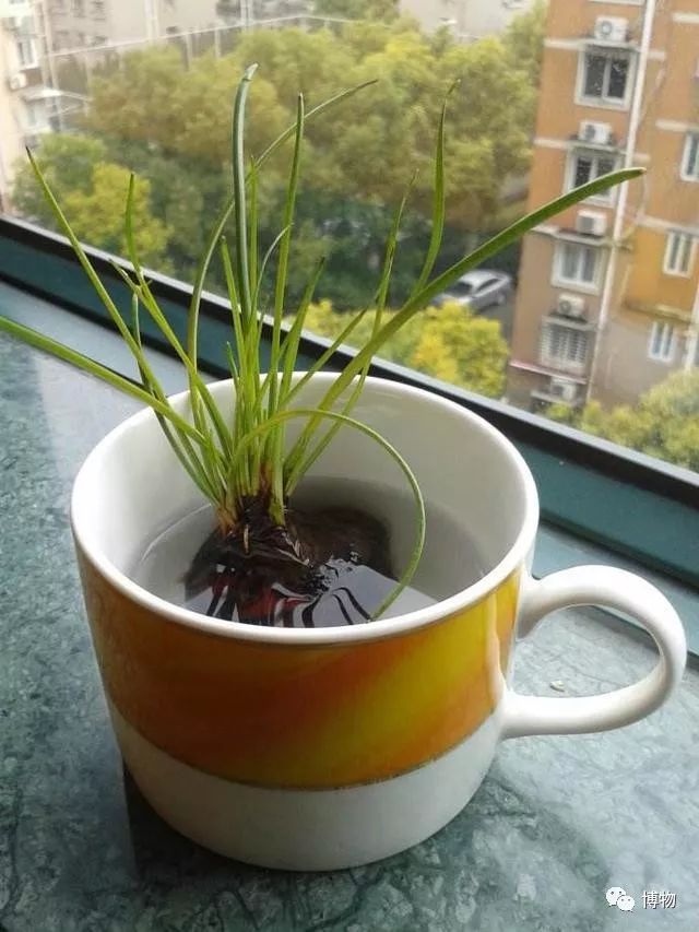 梨子好吃又脆,梨和脆萝卜