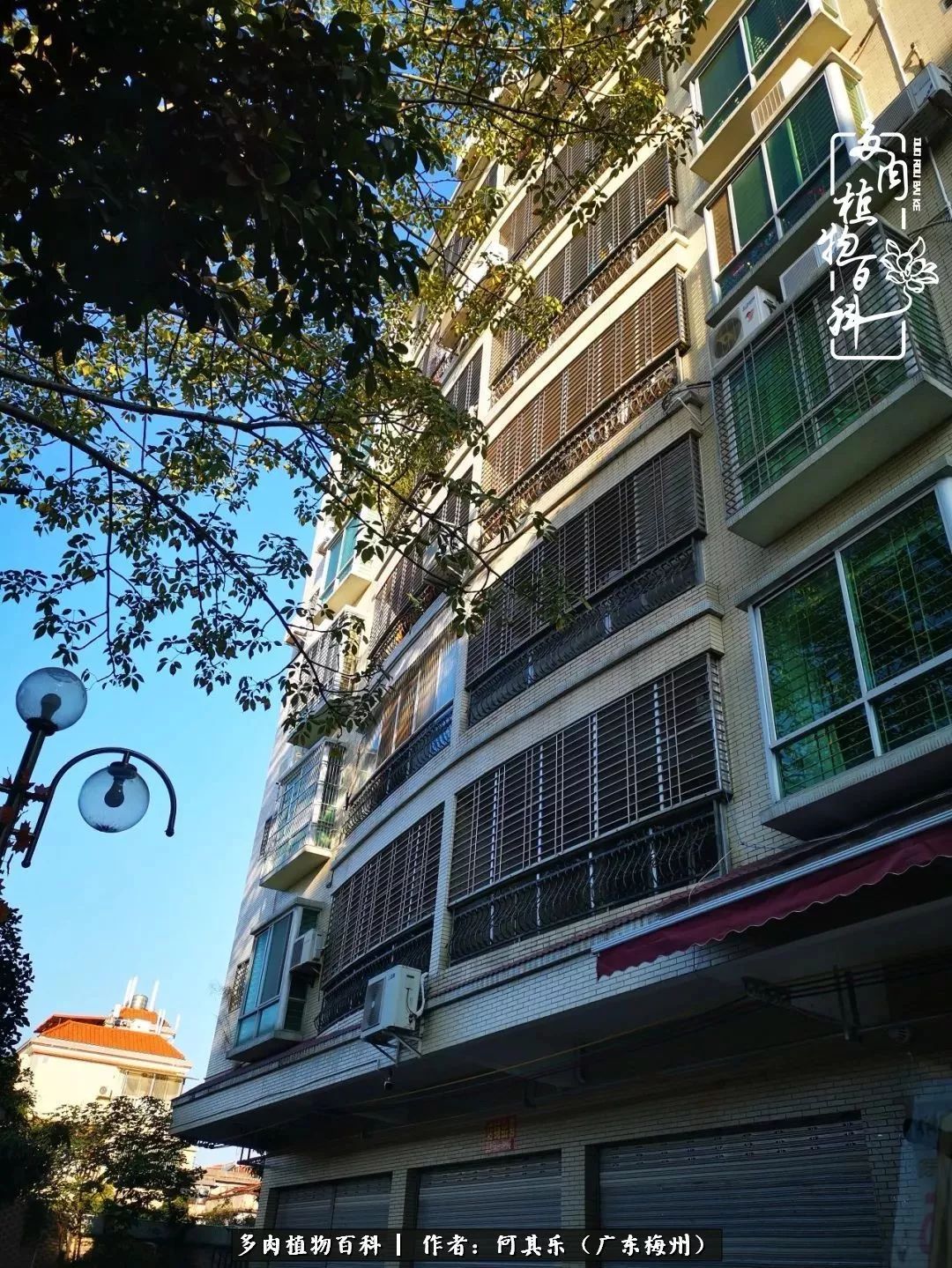 我的阳台“肉园”，看着它们，亦可醉生梦死了