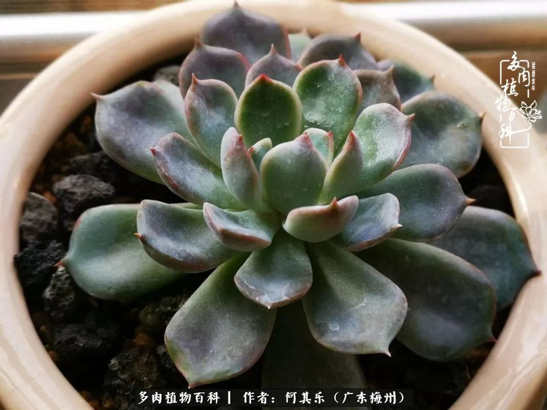 我的阳台“肉园”，看着它们，亦可醉生梦死了