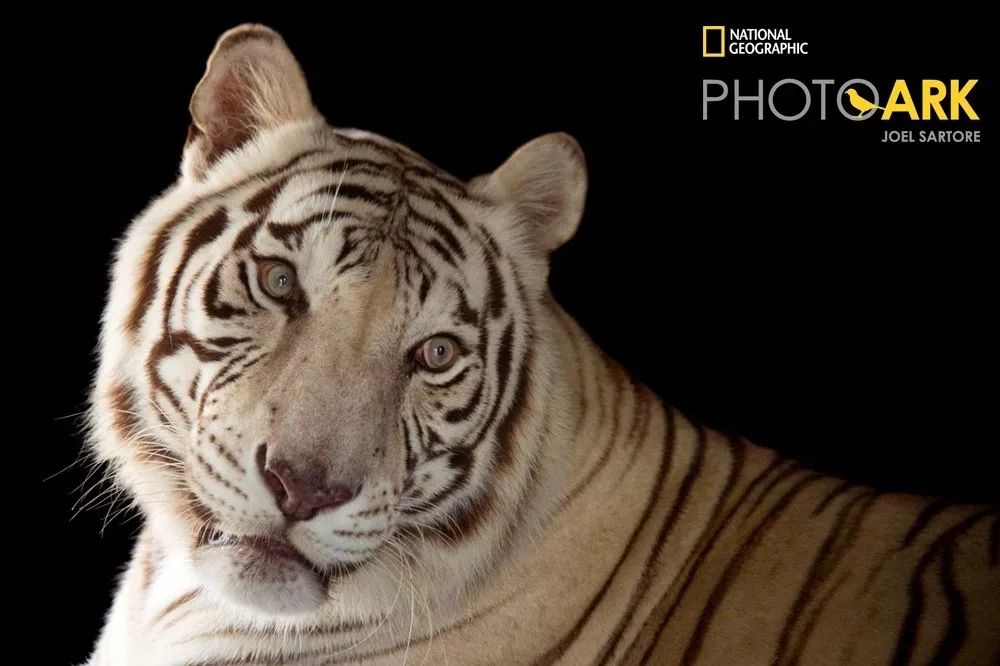 “谢谢你们,我们终于快死光了”