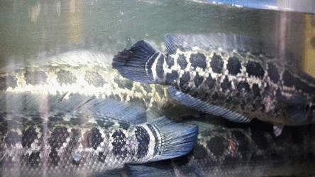 1元/只海白虾，2.8元/只鲍鱼，3.8元/只碳烤生蚝！啤酒喝一瓶还送一瓶！这家人气平价海鲜火锅老店让你嗨翻整个今夏