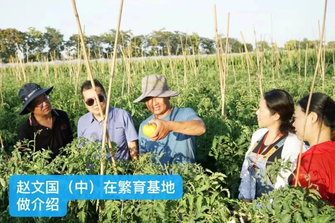 用它种菜比化肥还好,蔬菜制种问题