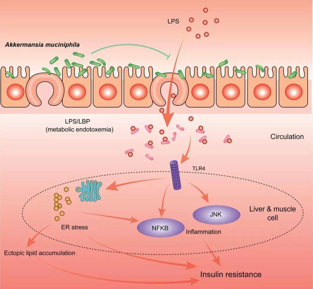 akk益生菌有什么功效,万能益生菌效果怎么样