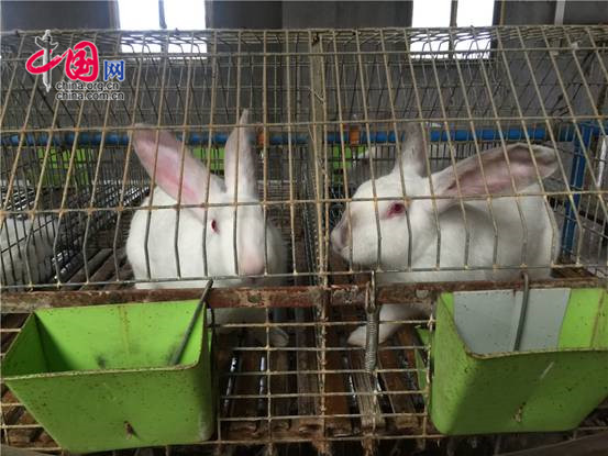 铜川兔业养殖,陕西省同富兔业铜川示范基地