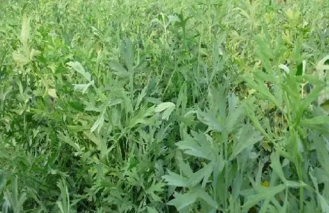 一吹即散的蒲公英图片,一吹就散的蒲公英抖音视频