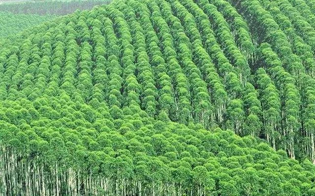 小编推荐丨缓解咳嗽、口臭，试试这个“千金方”！澳洲纯植物提取