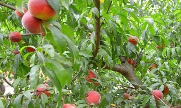 桃树怎样管理长得桃又大又甜,种植桃树的方法