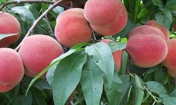 桃树怎样管理长得桃又大又甜,种植桃树的方法