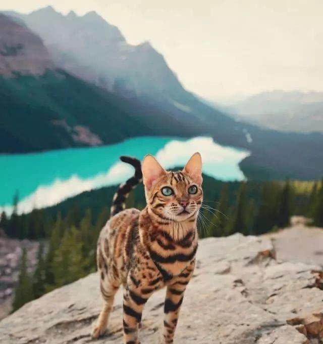 在十二生肖中人类的祖先是指什么,十二生肖的前身都是什么