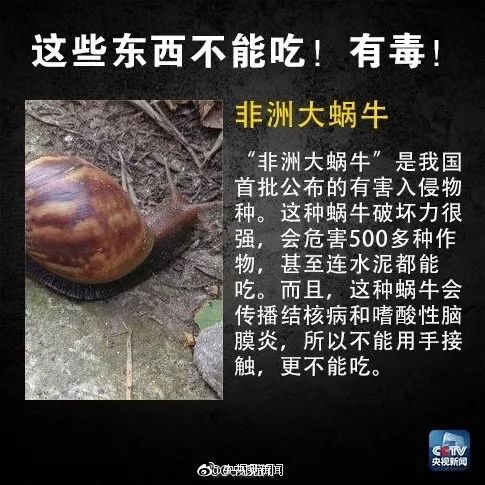 雨后大蜗牛携带传染病,蜗牛携带结核杆菌