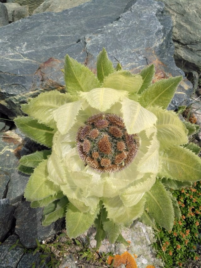 雪峰冰川雪莲草甸十分的激动八分憾——2019年7月环博格达纪实