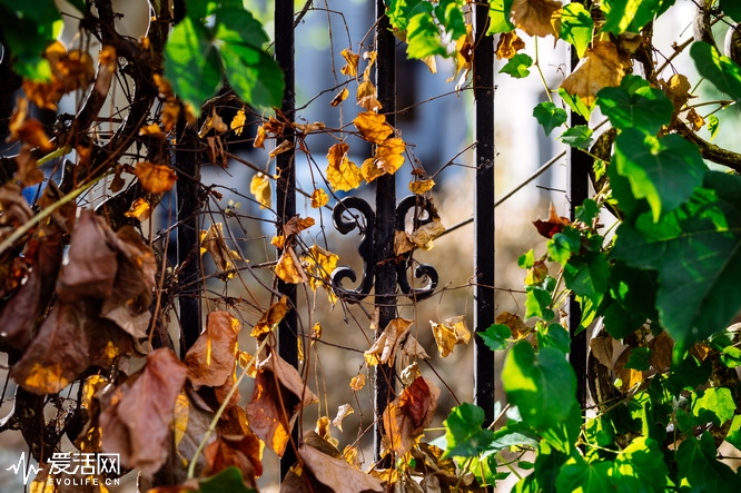 腾龙sp35mm1.4镜身是金属的,腾龙sp17-50mmf2.8镜头