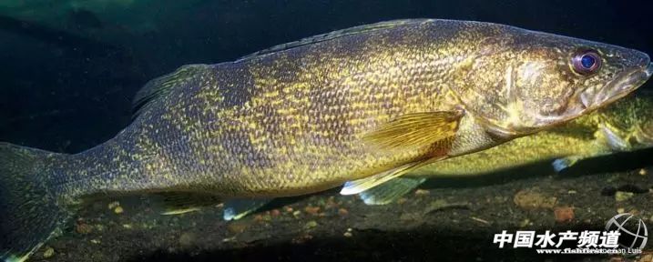 十大濒危海洋物种,19种含毒性海洋生物