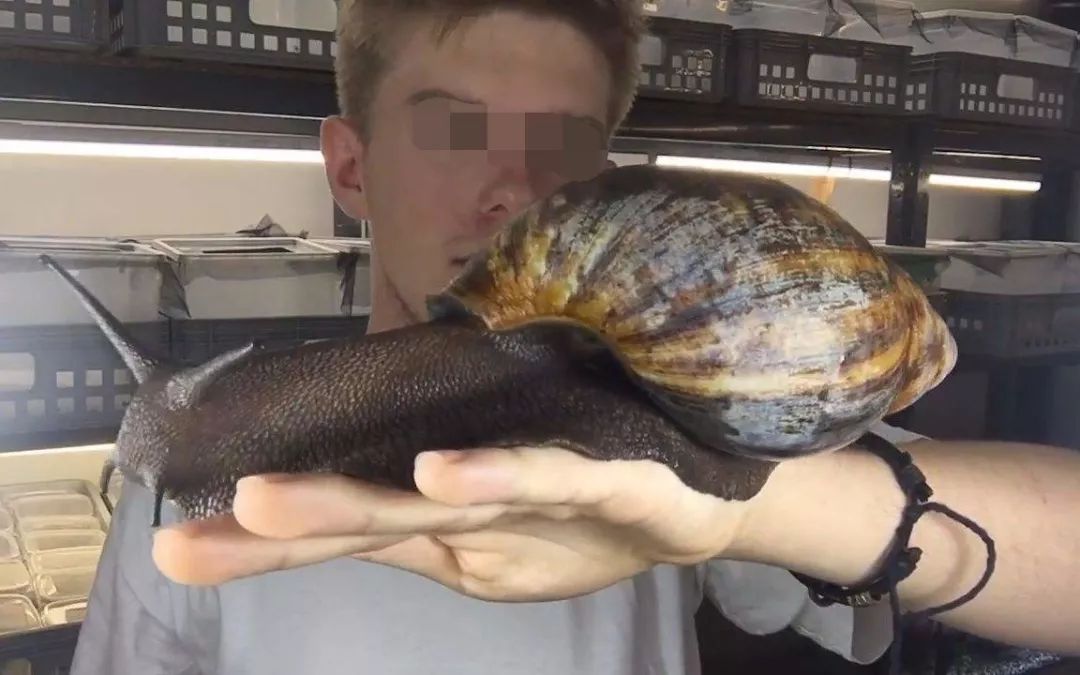 别吃！别碰！这个外来生物坏得很，弄死它！