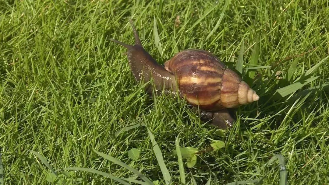雨后出现的大蜗牛有毒吗,被非洲大蜗牛感染了结核菌