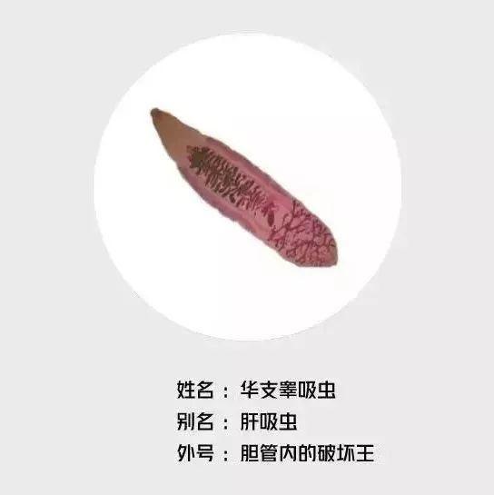 男子体内排出一条活虫,男子体内排出活虫只因爱吃一道菜