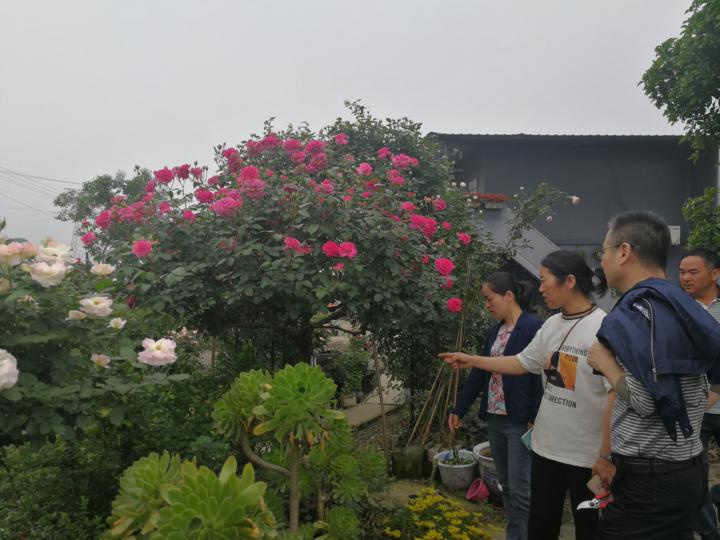 上虞玫瑰花基地,上虞区鲜花基地