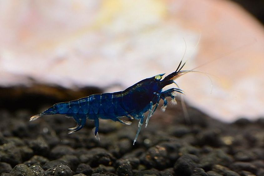 草缸观赏虾品种与养殖,观赏虾哪种在草缸里最好看