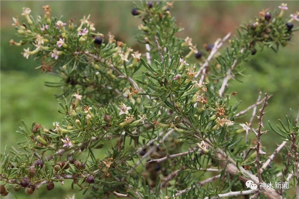 90后小伙子带村民致富,90后小伙带领全村人致富后续
