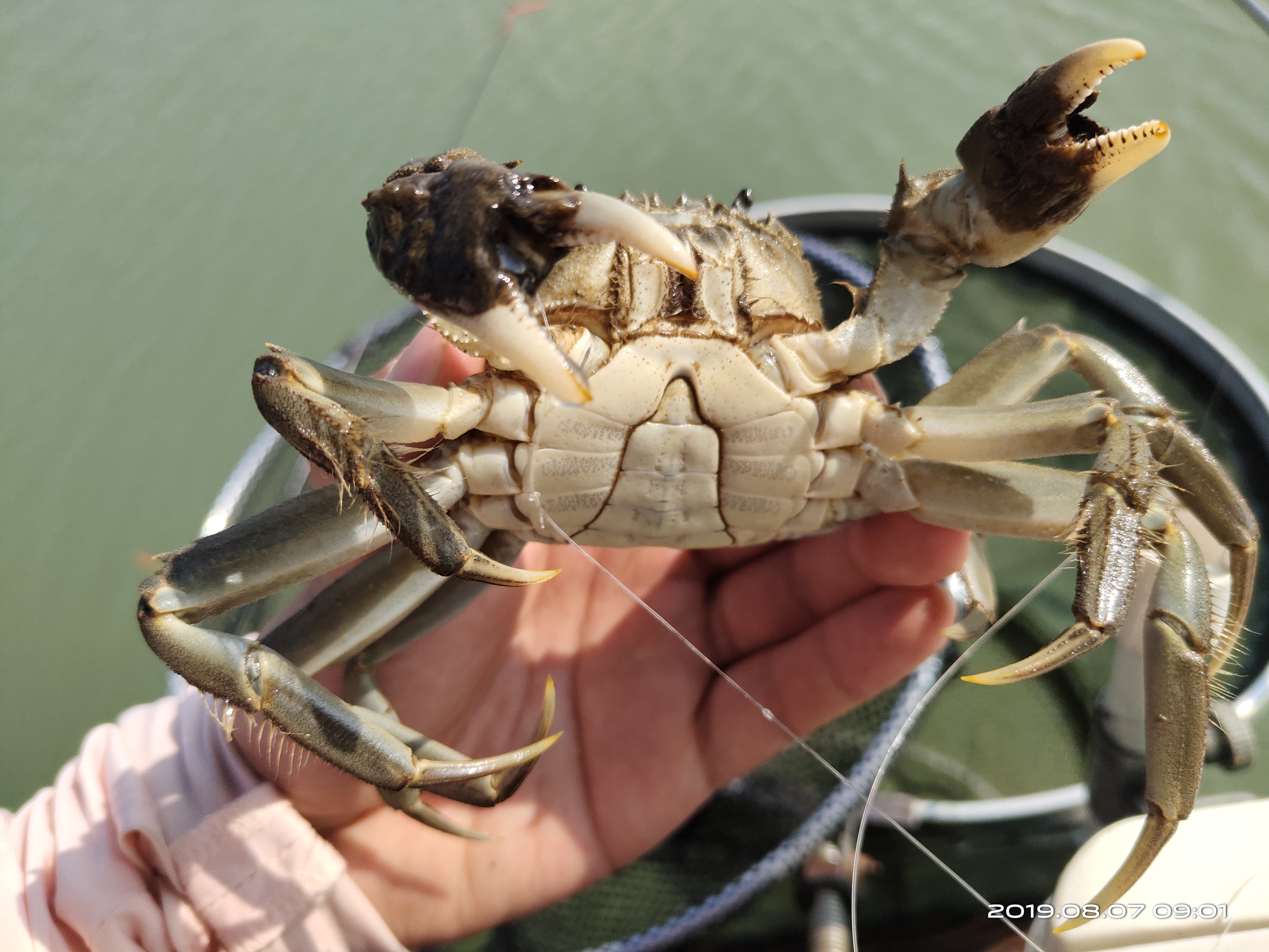 钓螃蟹专用神器钢丝球,钓螃蟹专用神器25元的