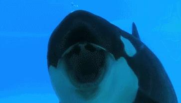 丧心病狂！每帧画面都在捅刀子，多少人忽视了这些人间惨剧…