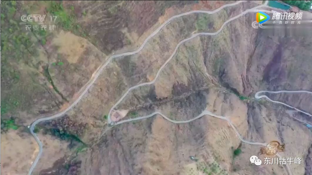 东川茶花仙子,茶花仙子诗全文