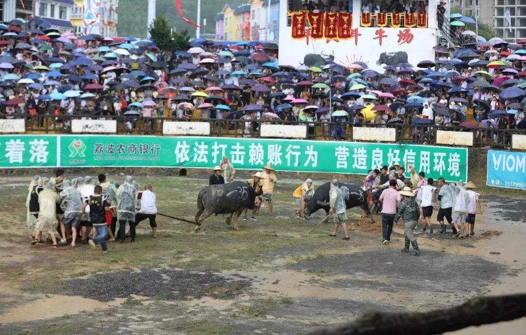 甲良奖牛王争霸赛,荔波甲良2018牛王争霸赛视频直播