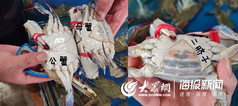 海鲜市场螃蟹多少钱一斤,今日螃蟹批发价目表