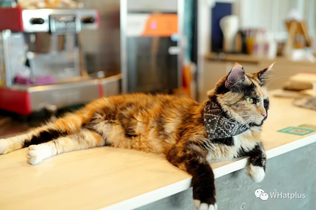 5家猫咖店200只猫，这对夫妻治愈无数武汉人