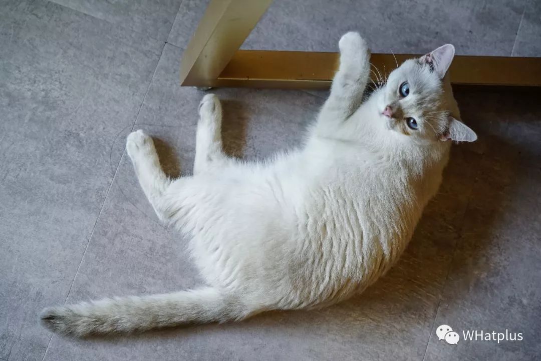 5家猫咖店200只猫，这对夫妻治愈无数武汉人