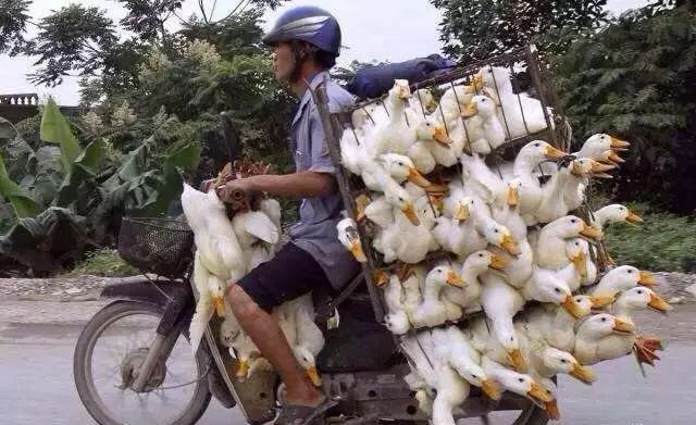 防城港的鸭子，为什么怕“七月十四”？