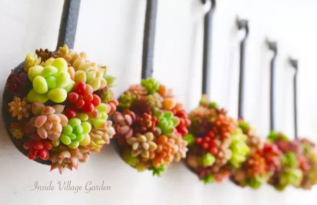 当破铜烂铁碰上多肉，这美度居然还能翻倍