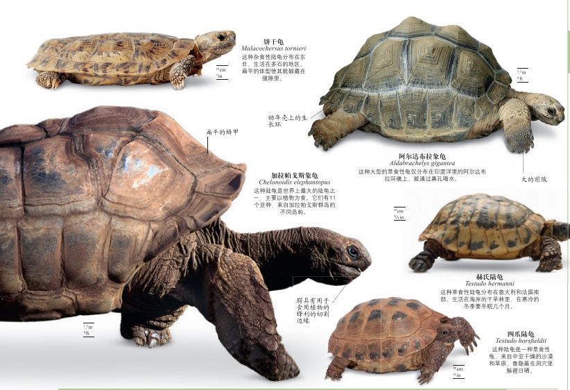 dk博物大百科有没有必要买,dk博物大百科火爆